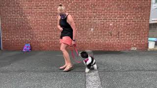 Poppy learning loose leash walking