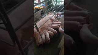 Piglets Milk Time #piggery #viral #shorts #trending #shortvideo #countryside