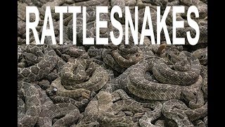 60 RATTLESNAKES UNDER A HOUSE?! WHY ARE THEY THERE?