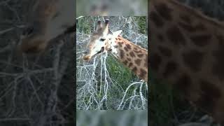 What animal did this to a giraffe, poor giraffe