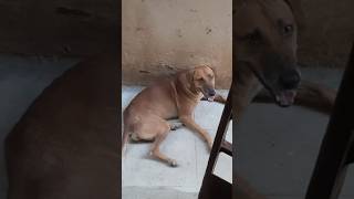 No Emi#No kids#No commitment#only jolly aana Jim kana🤪😜😝#vedivelucomedy#doglovers