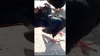 Black Fantail Pigeon|| #foryou #viralvideo #viral #youtubeshorts #ytshorts #reels #trending