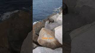 Baby seal that can't come down after coming up #seal #sea #Danapoint