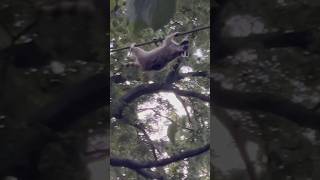 RACCOON on a power line!