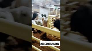 UAE cattle market #mandi #qurbani #qurbanistatus #cattlemarket #ytshorts #trendingshorts #cute