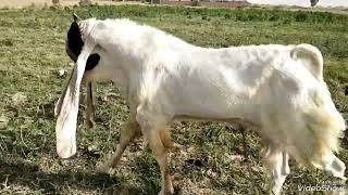 Gulabi goats.   Raja breeder.