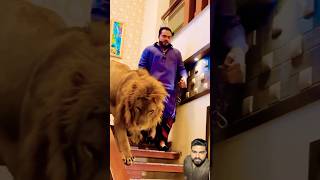 Ali Mola Ali Mola Ali Dam Dam #lion #tiger #love #animals #youtube #youtubeshorts #shortsviral #mna