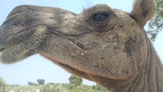 Severe Sarcoptic Scabies (Mange) in Camel in Tharparkar. #camel #camellife #veterinarian