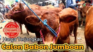 Harga  sapi ‼️‼️Pedet pedhet murah