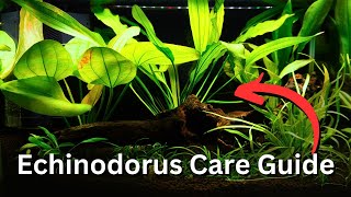 ULTIMATE Echinodorus Plant Care Guide! All Beginner Tips for Amazon Sword plants🌿