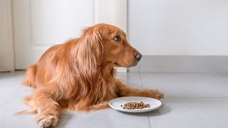 Preventing Golden Retriever Trash Raids: A Guide