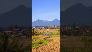 Pemandangan Sawah Yang Indah #shorts #andi07