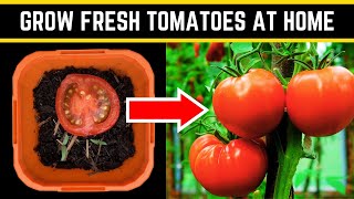 How to Grow Lots of Tomatoes At Home (Tomato Growing Quick Secrets)