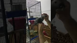 #greyparrot handtamed grey parrot | grey parrot talking