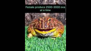 Frog playing with explanation