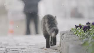 Portrait of a street black and white cat, animal natural background. Action. Beautiful homeless cat