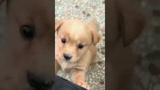 Baby dog#cute puppy barking#4kviral#shorts #cute #dogs