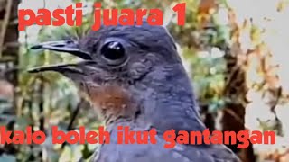 semua burung kicau lewat?????inilah raja dari semua burung kicau