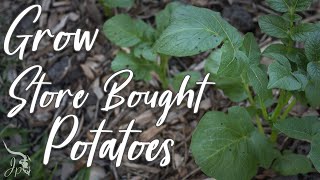 Grow Store Bought Potatoes!