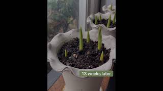 FORCING TULIPS INDOORS vs GREENHOUSE TULIPS | Fall Planted