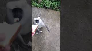 Monkey short videos – funny monkey moments #shortvideos #monkeyshort #funnymammals