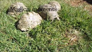 4 Leopard Tortoises abandoned