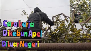 Kerja Dikebun Apel yang Terbengkalai Diluar Negeri