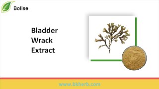 Where Can I Buy Bladder Wrack Extract?