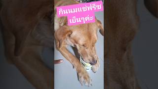 กินนมเย็นๆค่ะ ร้อนๆกินไรดี #youtubeshorts #animals #pets #dog #หมา