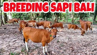 Sapi Bali Kangen Kandang, Pulang Sendiri...