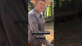 ประโยชน์ของการสับหญ้าก่อนให้หมู part 1 | Udon Organic Farm