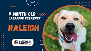 Labrador Retriever, 9 m/o, “Raleigh” | Amazing Labrador Retriever Training | OLK9 Spokane