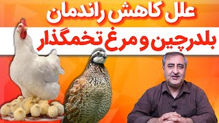 علل کاهش راندمان  بلدرچین و مرغ تخمگذار