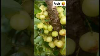 star gooseberry/phyllanthus acidus - fruit plants & tree  #shots #farming #fruit #harvest #youtube