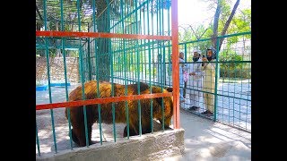 Kabul Zoo, Afghanistan Day 4