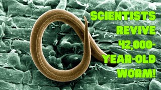 Worm Frozen for 42,000 Years Brought Back to Life by Scientists (But That's Not All!)