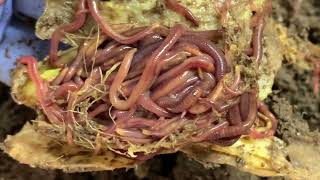 How To Make Gingered Worms 😳 JK 😂 Gratuitous Worm Farm Surprise A Squiggle Of Worms 🪱 Vermicompost 💚