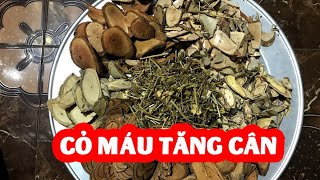 Tác dụng của cây cỏ máu tăng cân và mua cây cỏ máu tăng cân ở đâu SĐT: 0869145860