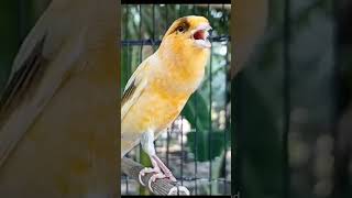 Your canary won't stop singing #canary #birds #canarybirds #canarysinging