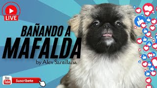 Bañando a Mafalda y Platicando con los Fans