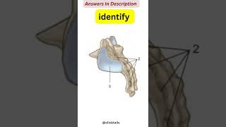 vertebral column anatomy quiz #humananatomy #humanbody #doctor