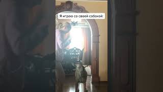 Что видит моя собака когда я с ней играю  #Shorts #смешныеживотые #приколы #ржака #угар #прикольные