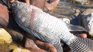 the biggest fish I every catch in river #shorts# subscribe for more #