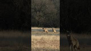 Floppy Eared Coyote Gets Dropped! #foxpro #coyote #hunting #nightcrew #shorts