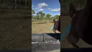 Pig hunting Australia