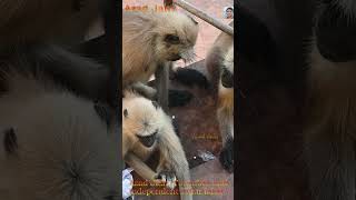 Langur Monkey Eating Food || Bandar Video #monkey #bandar #monkeyvideo #bandarvideo #langur #langoor