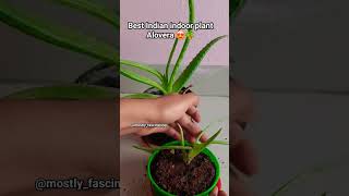 #कोरफड #alovera #indoorplants #indoorgarden #gardening #gardeningisfun #gardeninglife #viral #shorts