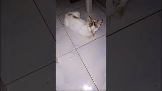 HIS SON DIED #INAHIN #BUNTOT #TAIL #TIARABABIERA #CAT