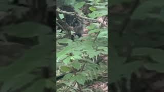 Giant Creature on the Appalachian Trail #wildlife  #thruhike #backpacking