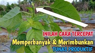 CARA MEMPERBANYAK TUNAS CABE DENGAN METODE POTONG PUCUK